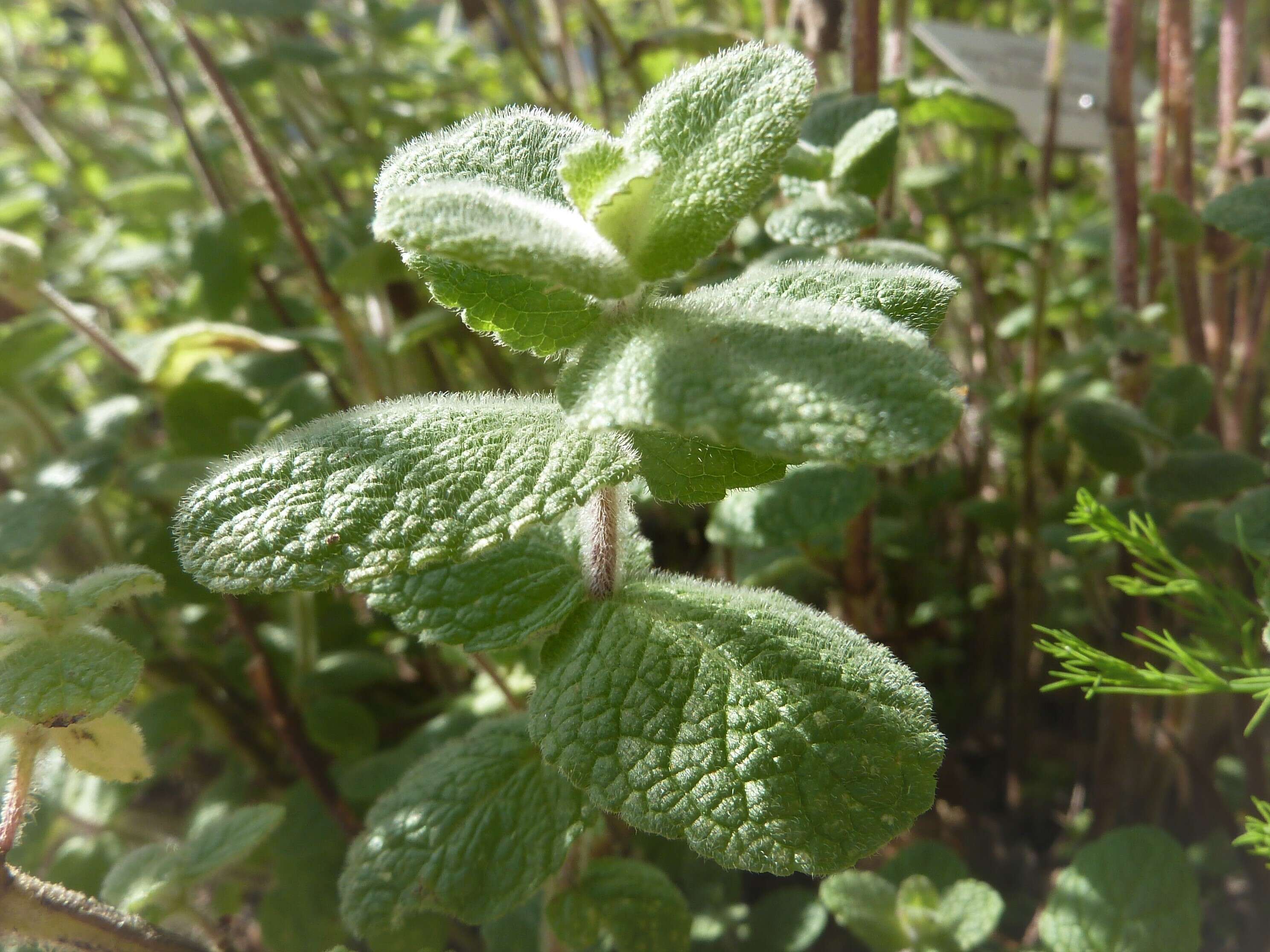 Image of Apple Mint