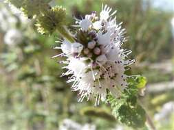 Image of Apple Mint