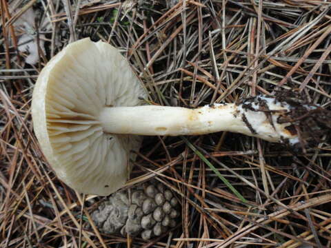 Image of Tricholoma inamoenum (Fr.) Gillet 1874