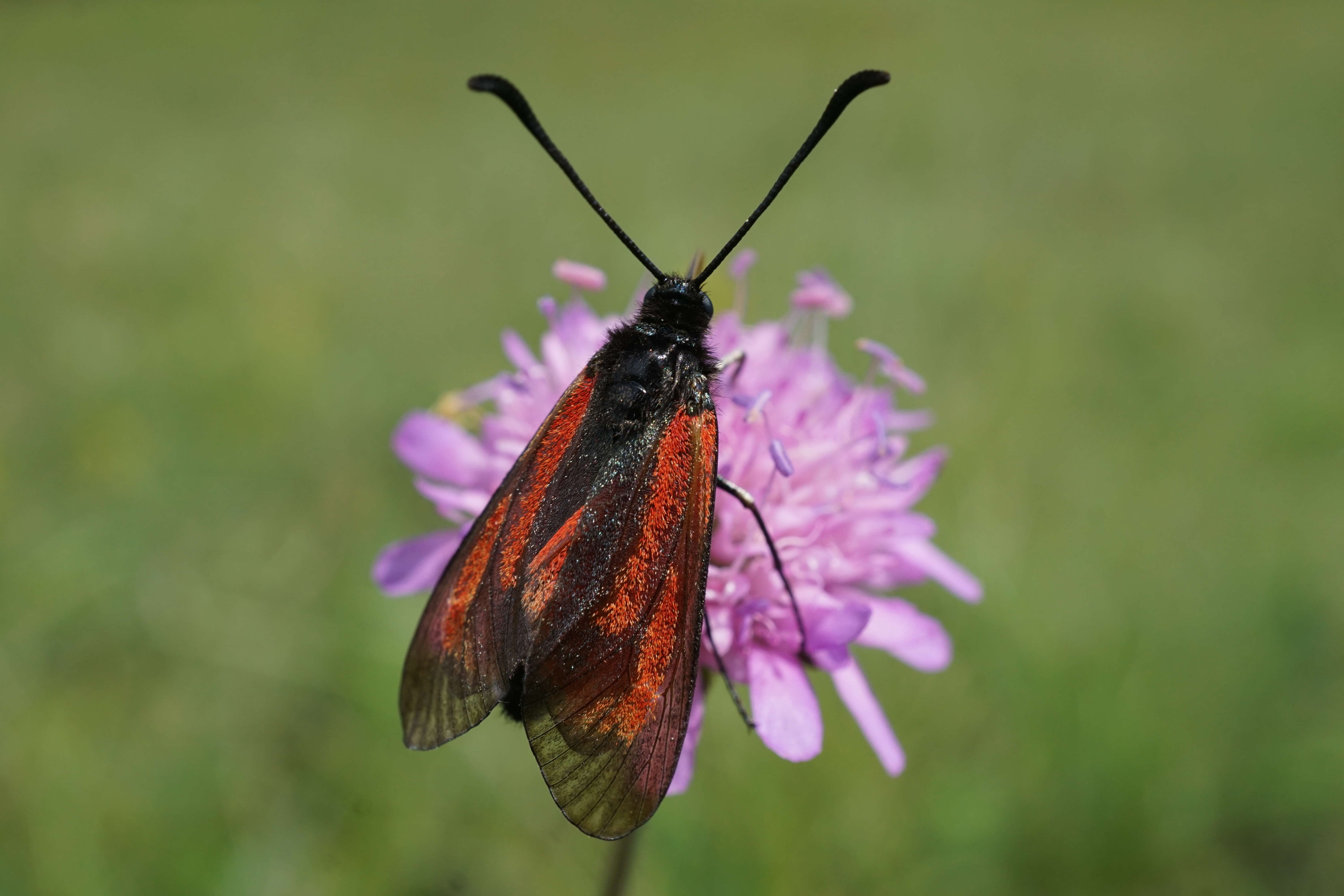 Plancia ëd Zygaena purpuralis Brünnich 1763