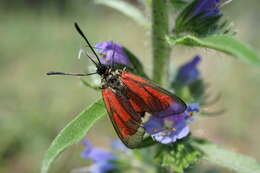 Image of Zygaena purpuralis Brünnich 1763