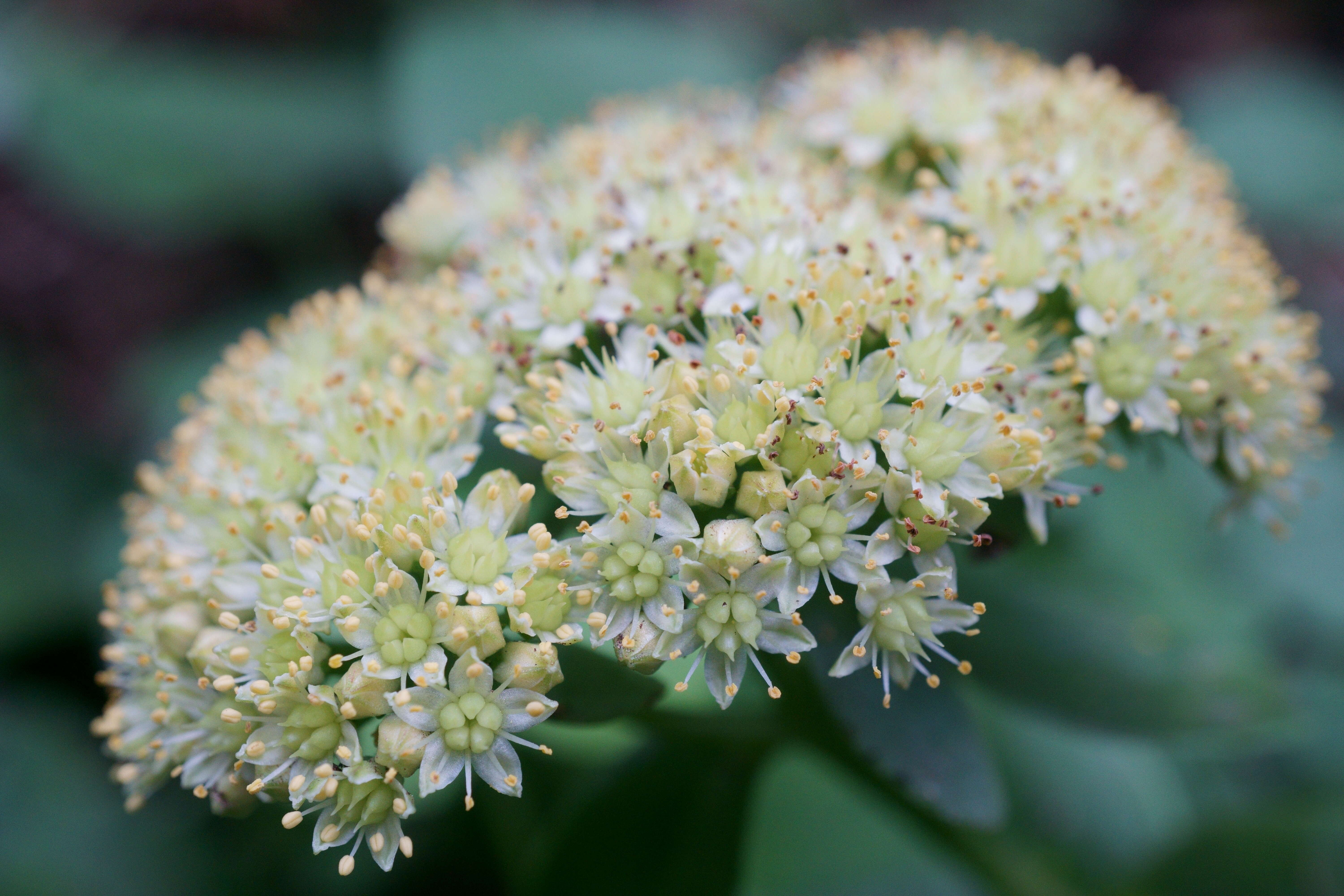 Image of Orpine