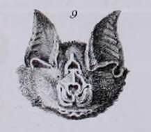 Слика од Rhinolophus pusillus Temminck 1834