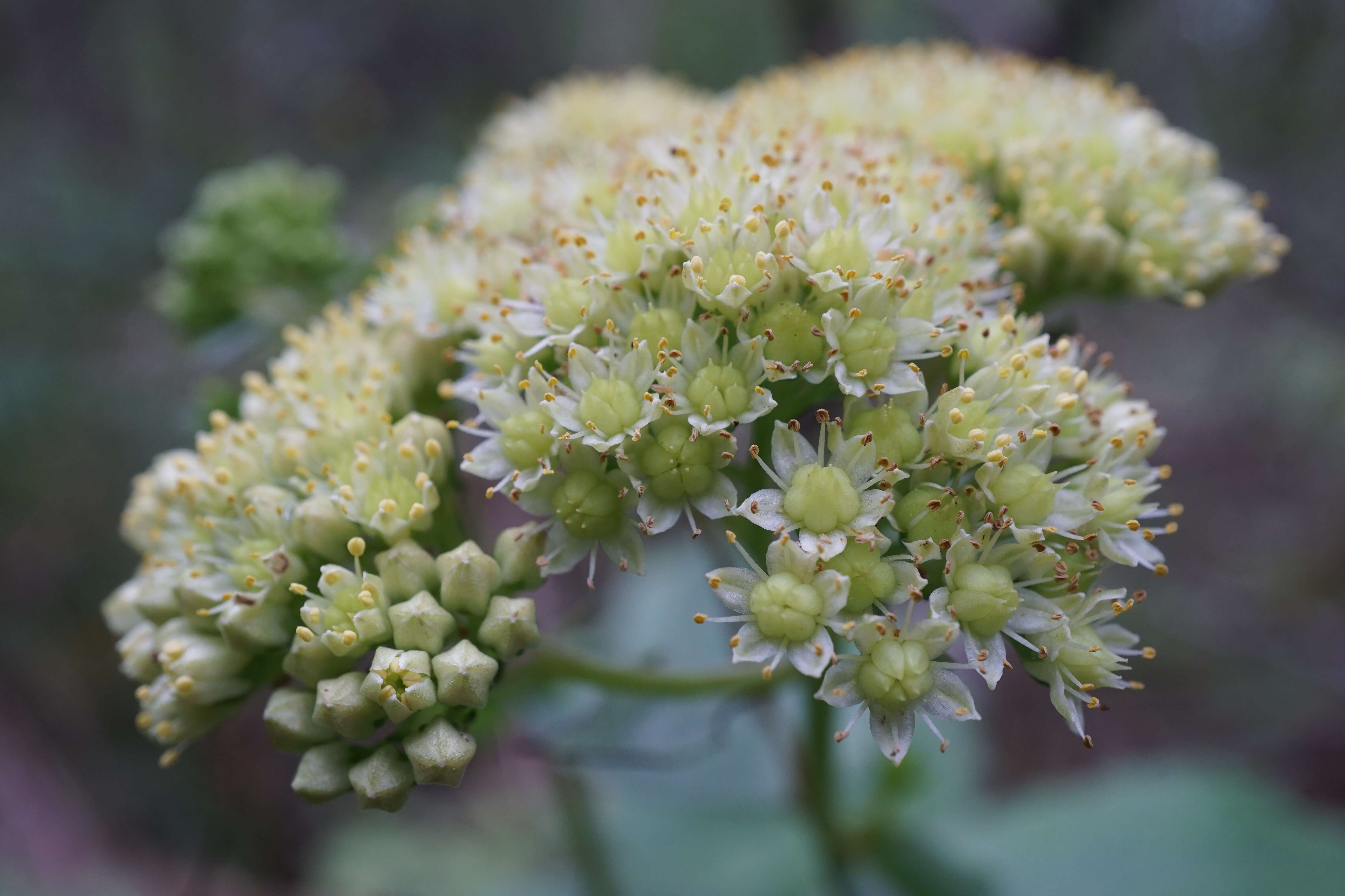 Image of Orpine