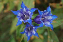 Image of Gentiana asclepiadea L.