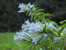 Image of Gentiana asclepiadea L.