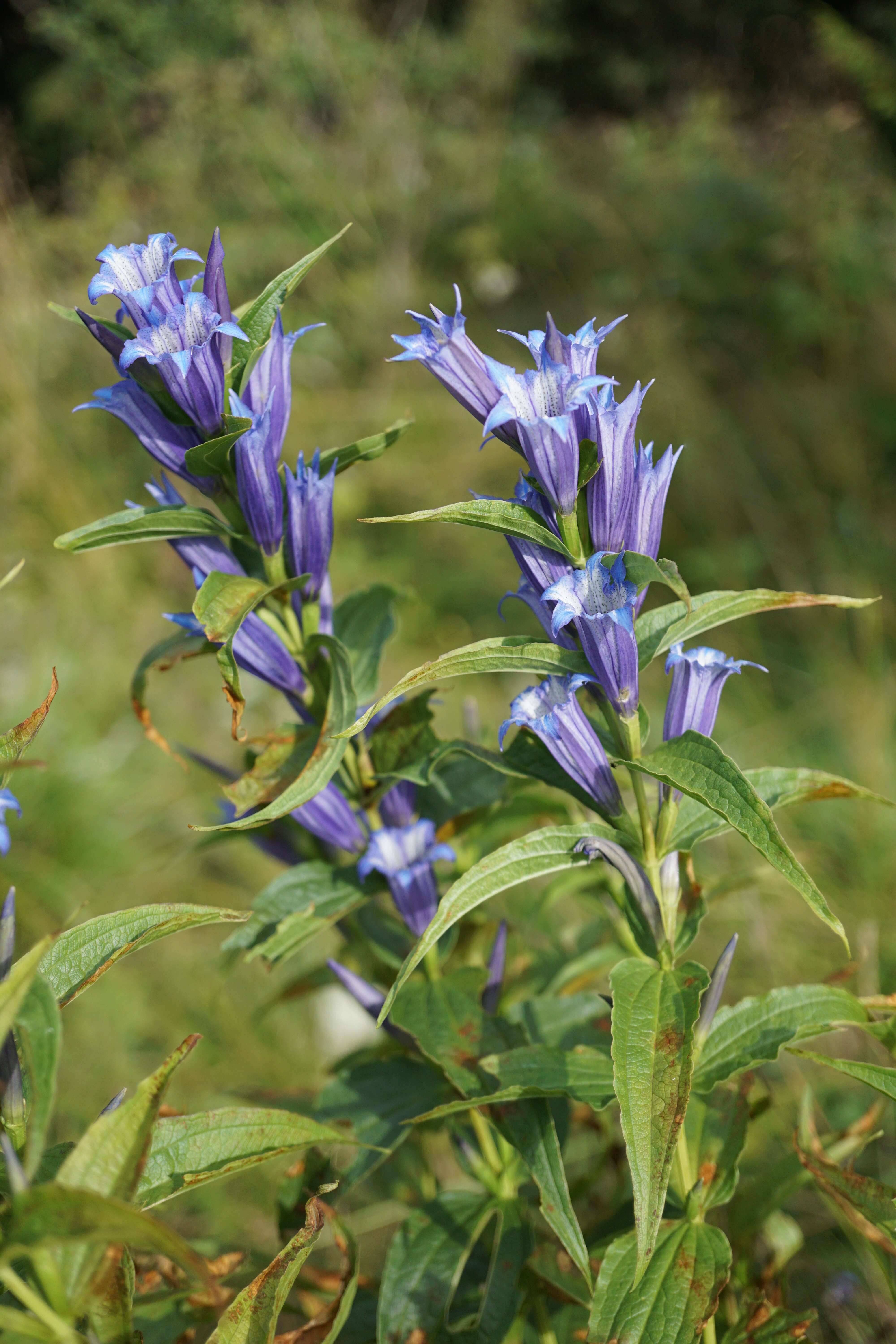 Image of Gentiana asclepiadea L.