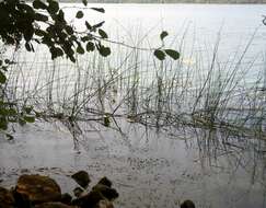 Image of lakeshore bulrush