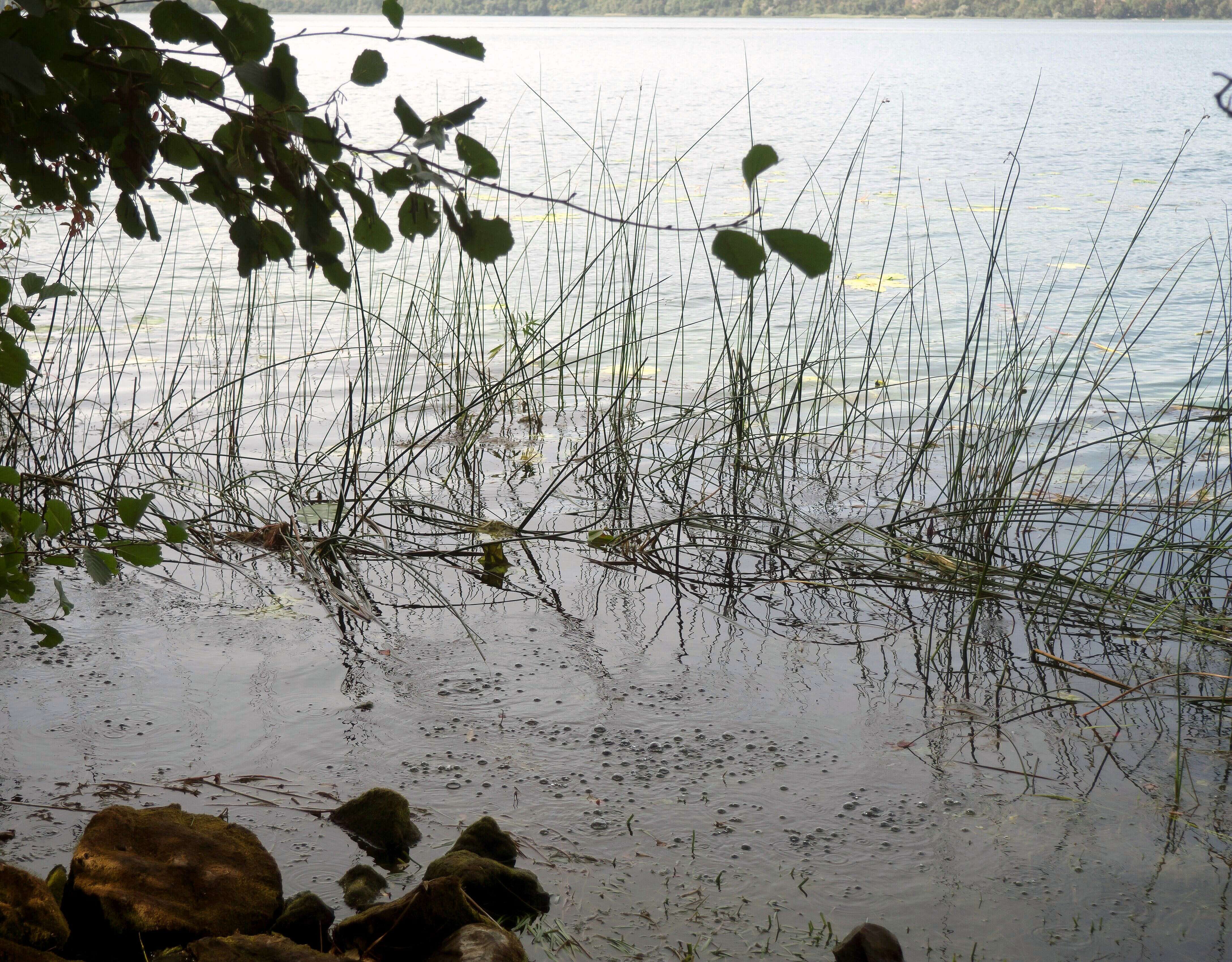 Image of lakeshore bulrush