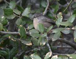 Image of California Live Oak