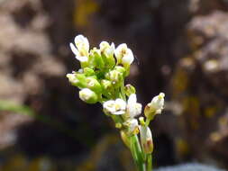 Image of Mouse-ear Cress