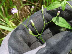 Image of ironweed