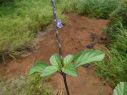 Image of light-blue snakeweed