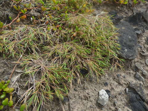 Panicum fauriei Hitchc. resmi