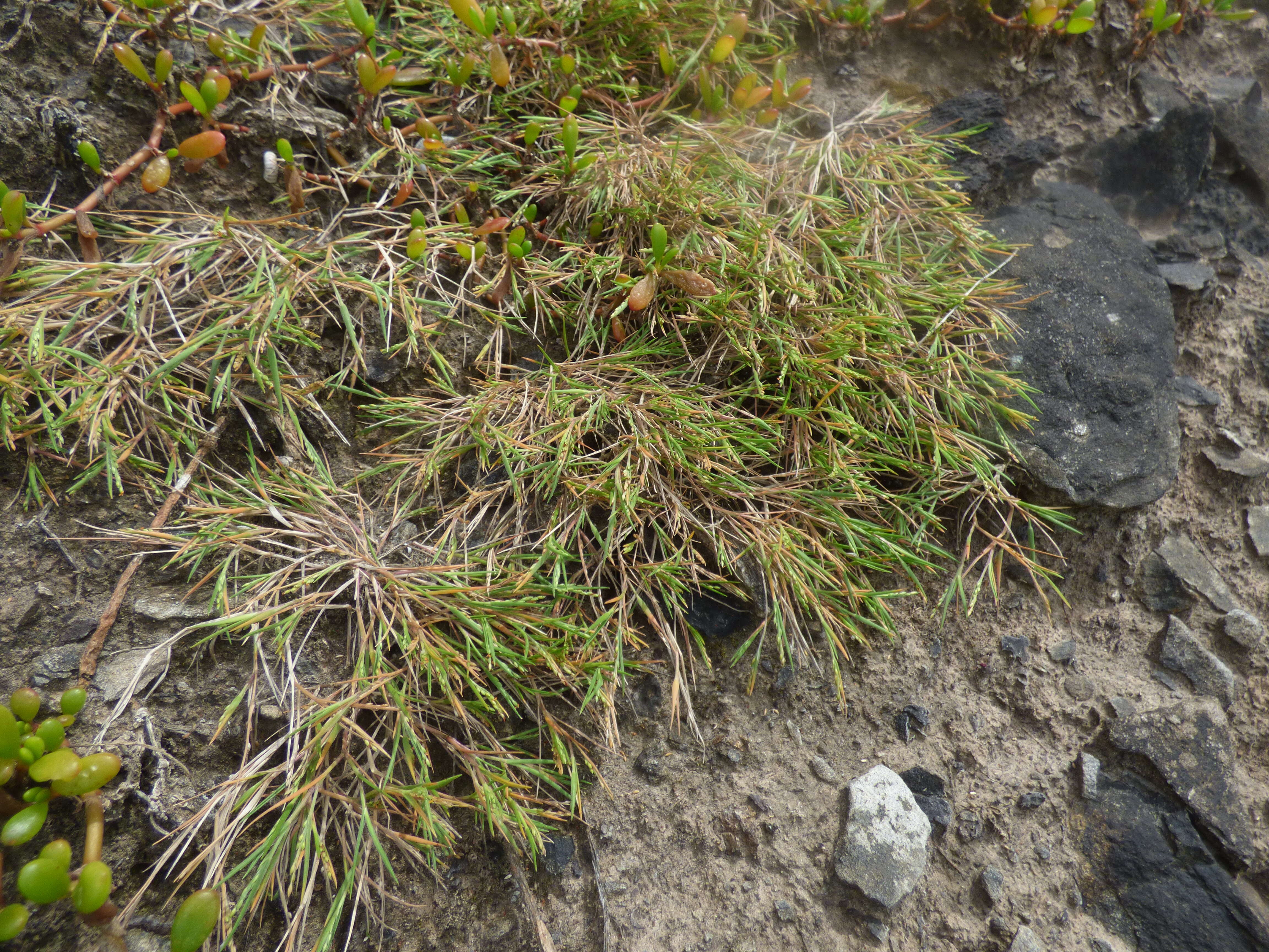 Panicum fauriei Hitchc. resmi