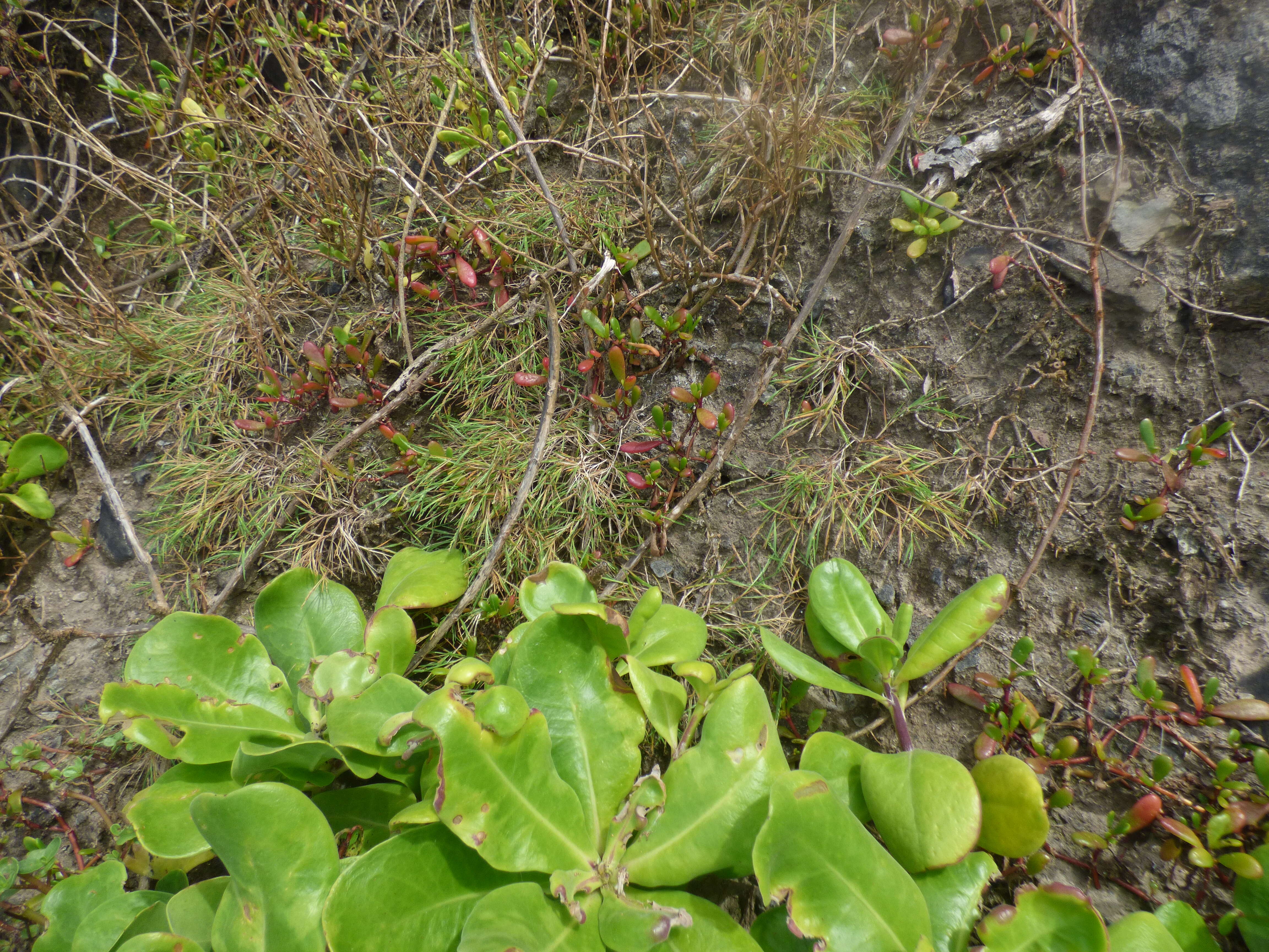 Imagem de Panicum fauriei Hitchc.