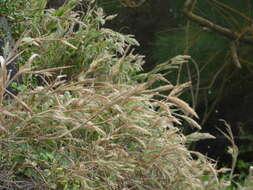 Panicum fauriei Hitchc. resmi