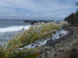 Panicum fauriei Hitchc. resmi