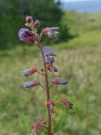 Image of zarzabacoa comun