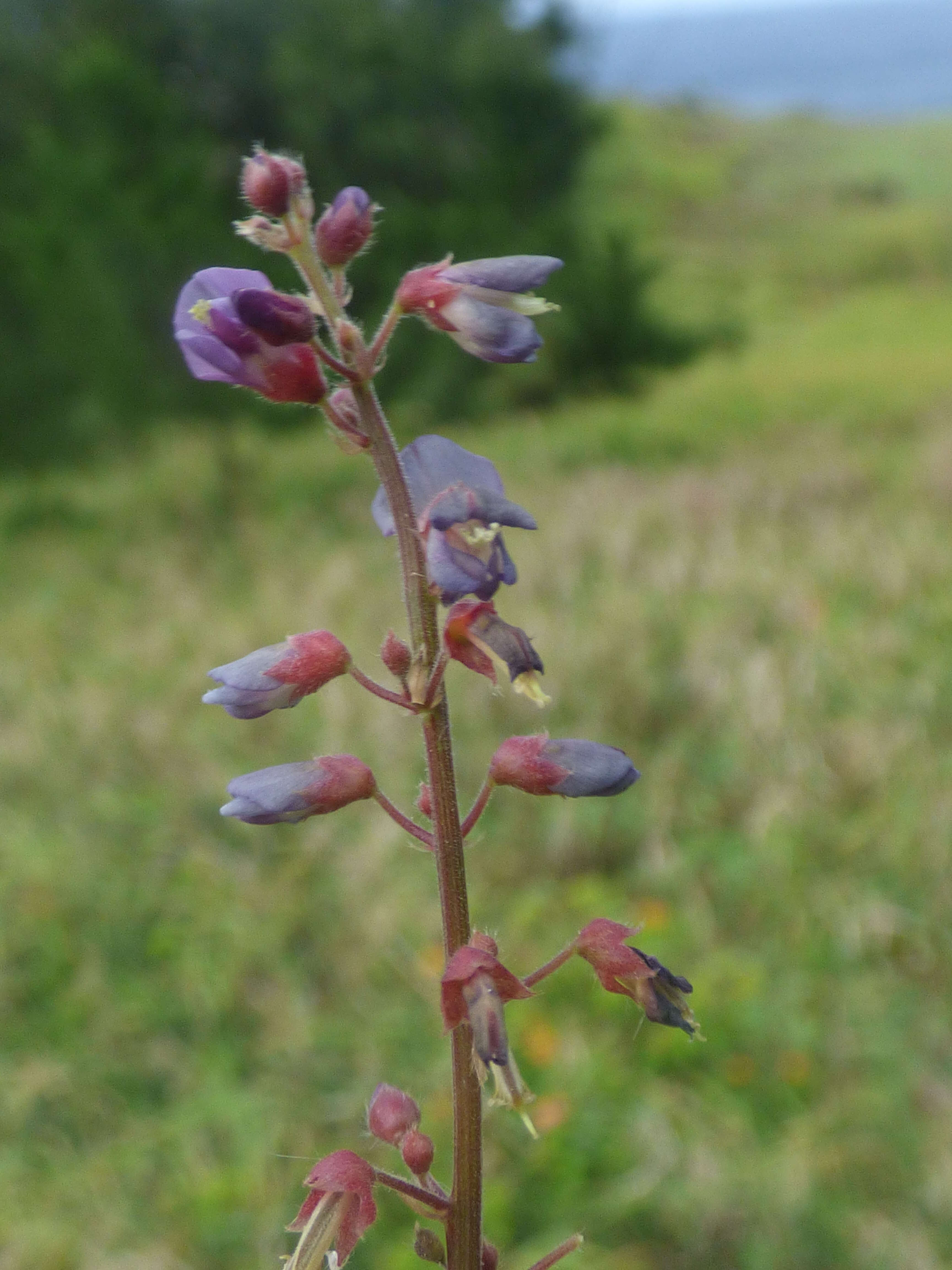 Image of zarzabacoa comun