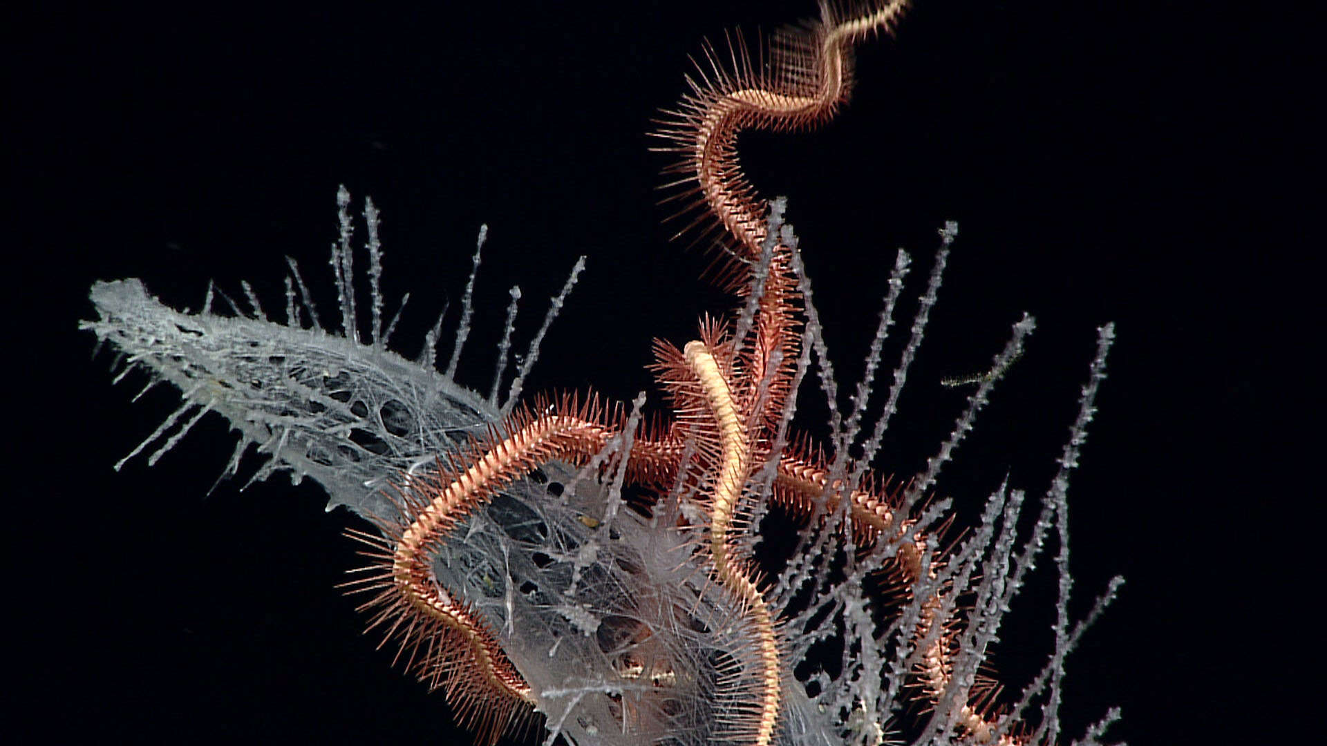 Image of Ophiacanthina O'Hara, Hugall, Thuy, Stöhr & Martynov 2017