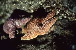 Image of ochre sea star