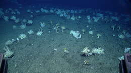 Image of crinoids and relatives