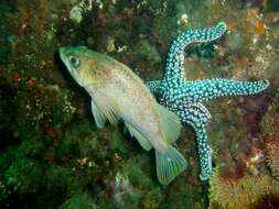 Image of Giant seastar