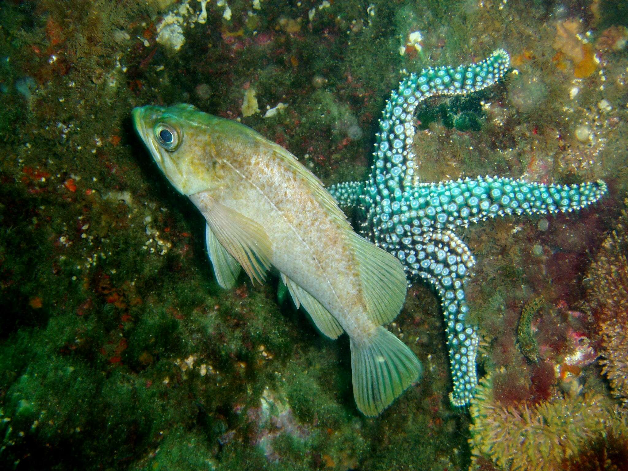 Image de Giant sea star