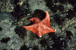 Image of Bat star