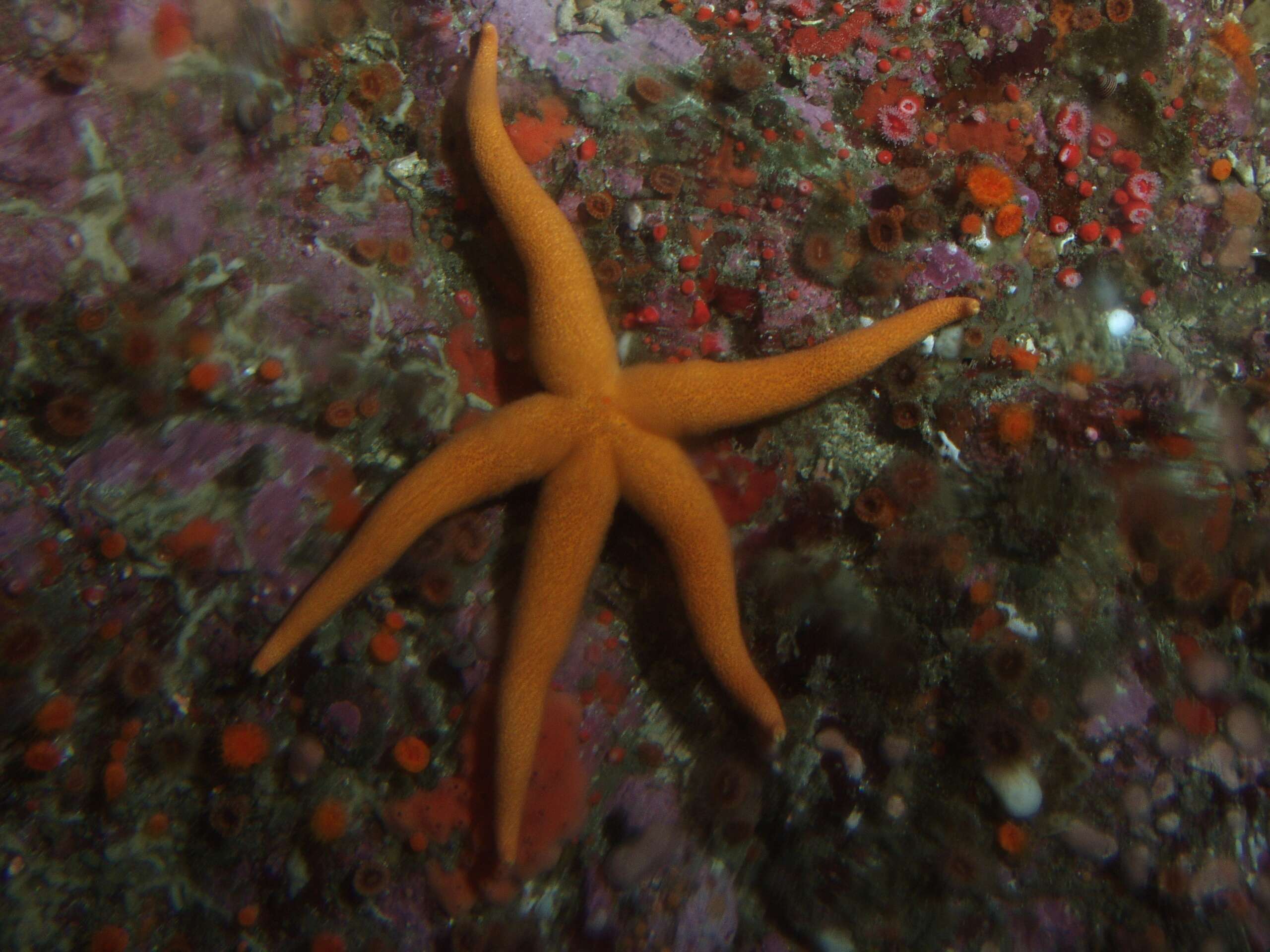 Image of Pacific blood star