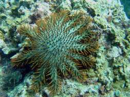 Image of crown of thorns starfishes