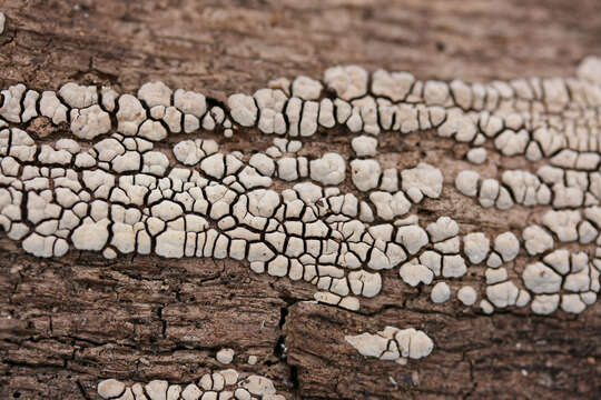 Image of Ceramic fungus