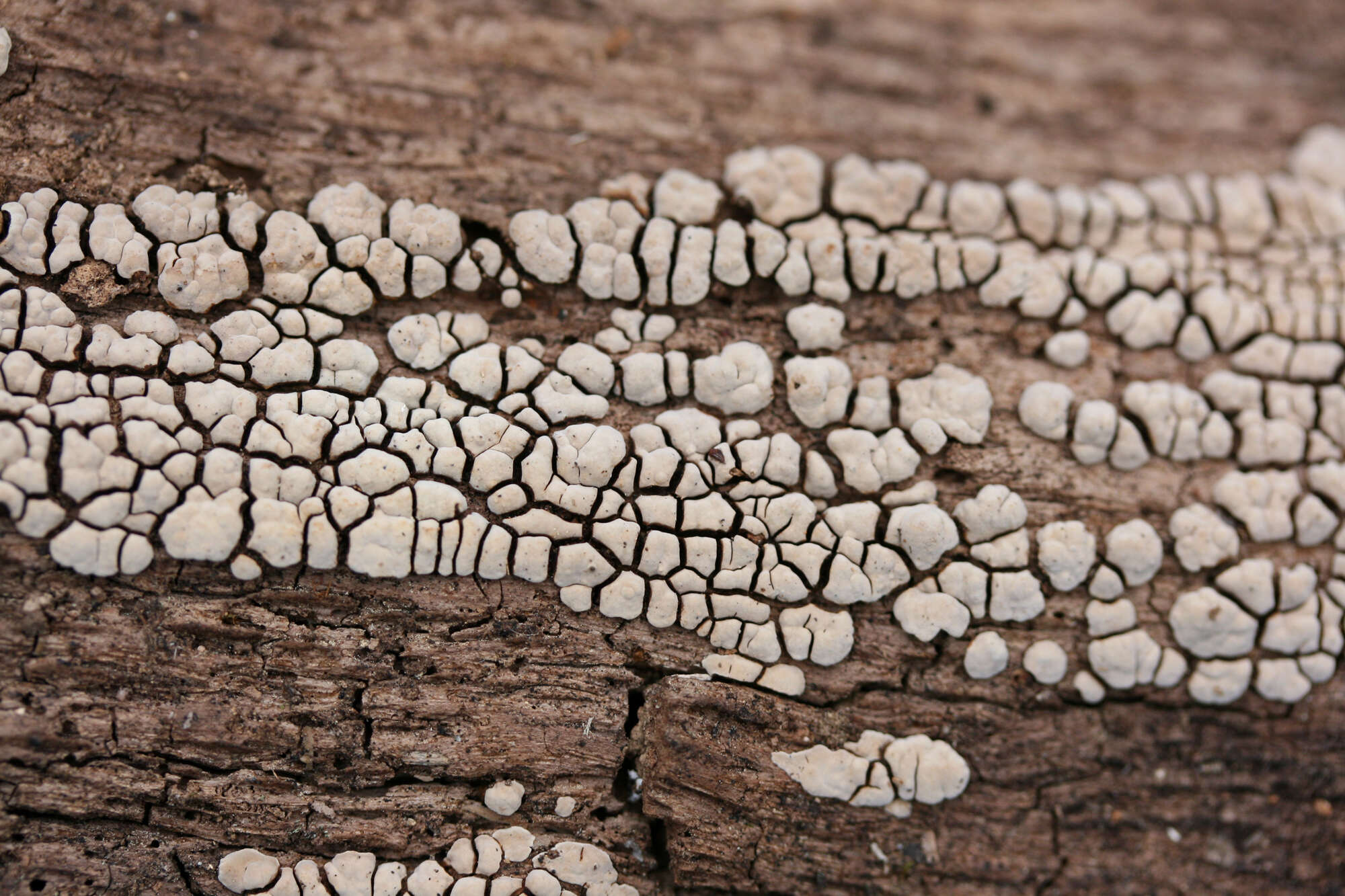 Image of Ceramic fungus