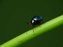 Image of beetle flies