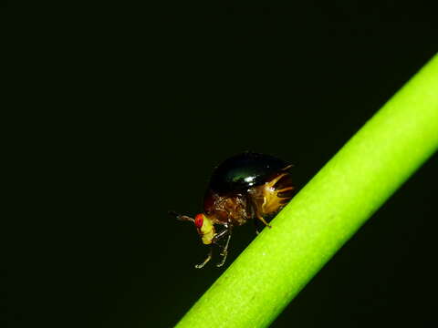 Image of beetle flies