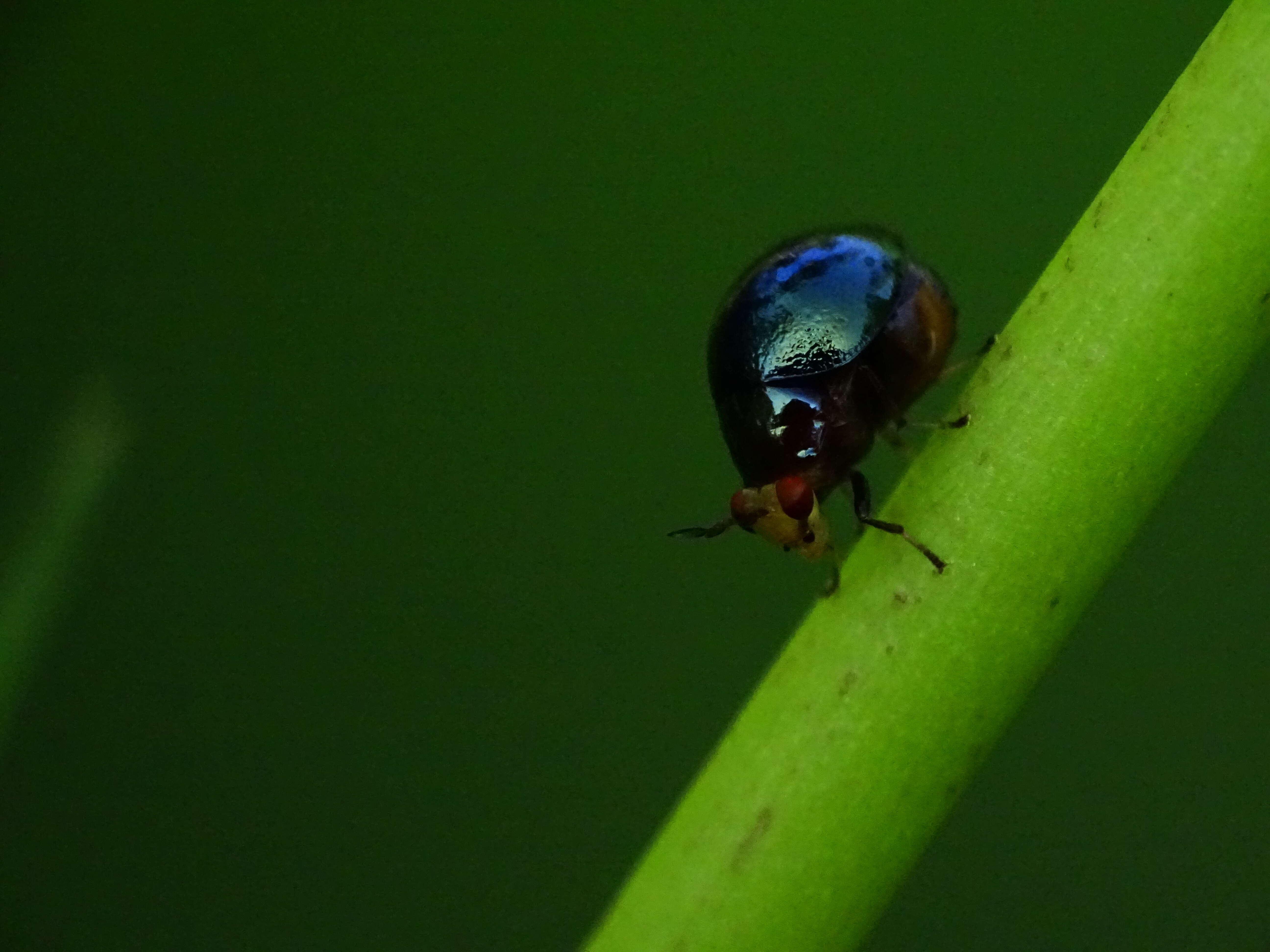 Image of beetle flies