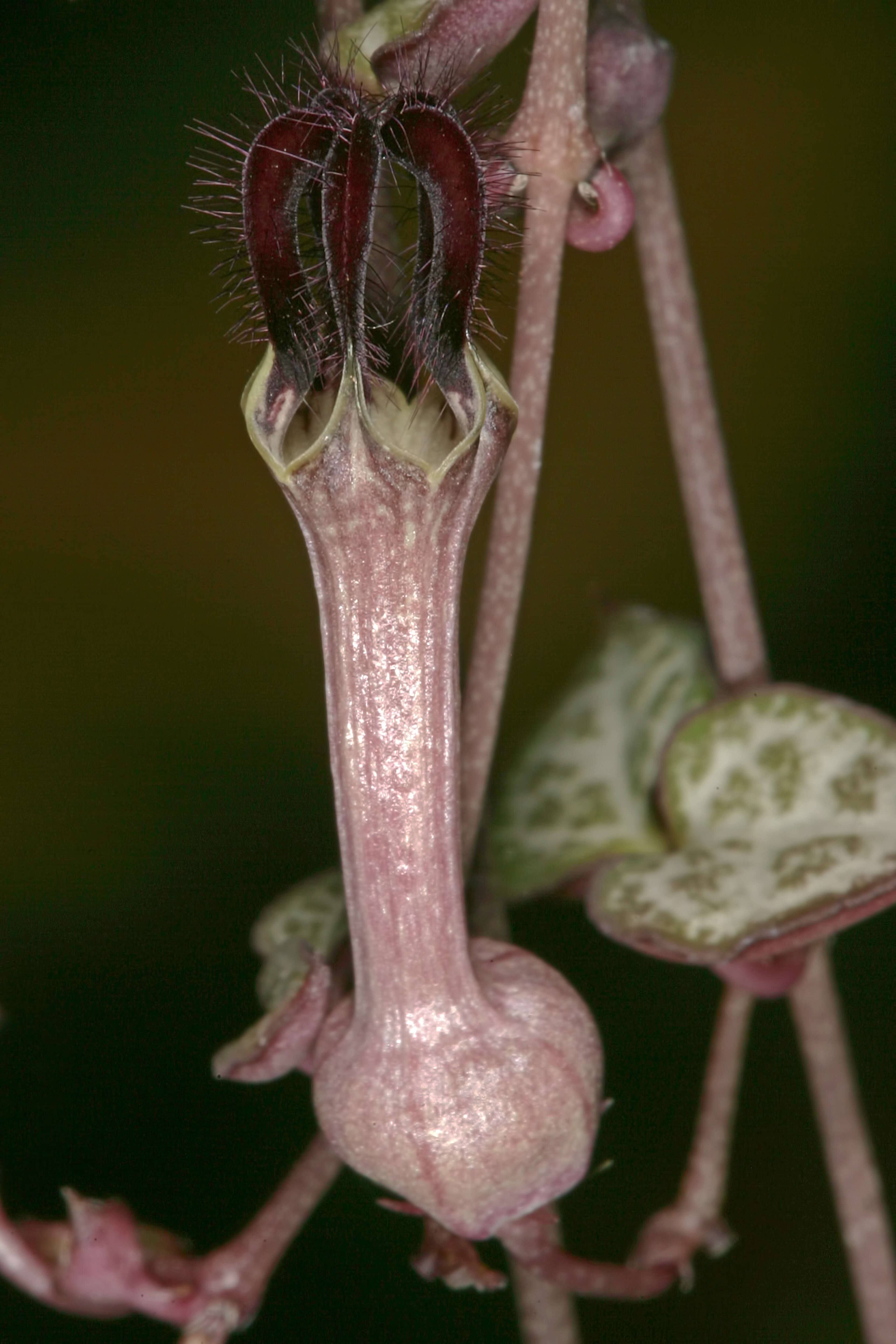 Image of Ceropegia collaricorona Werderm.