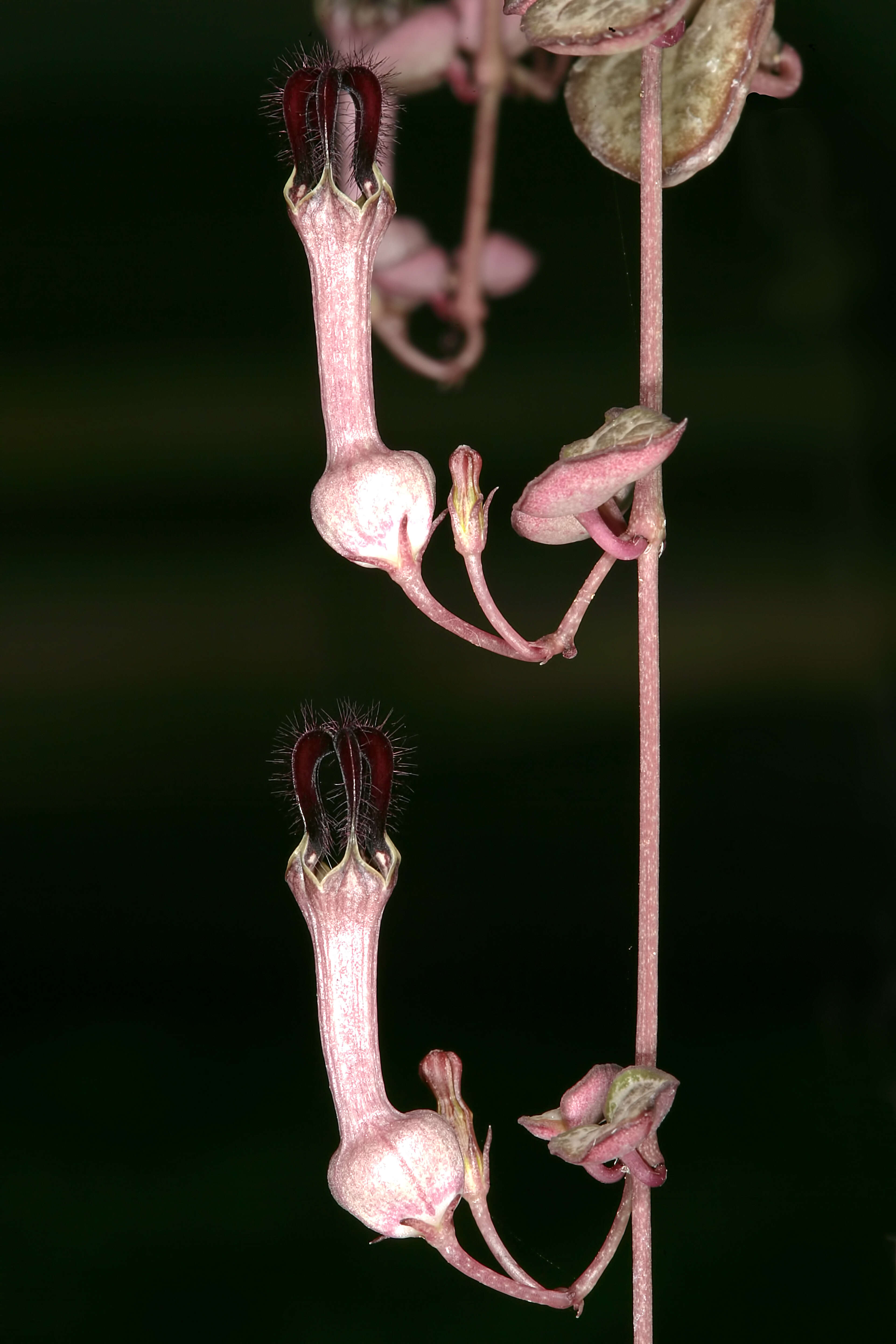 Image of Ceropegia collaricorona Werderm.