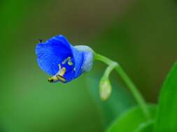 Image of Asiatic dayflower