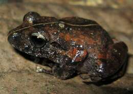 Image of Banded Robber Frog