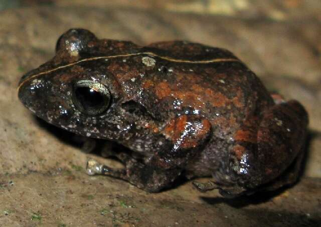 Imagem de Pristimantis taeniatus (Boulenger 1912)