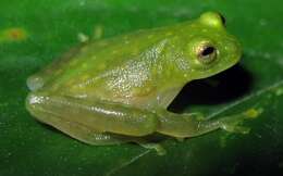 Image of Fleischmann's Glass Frog