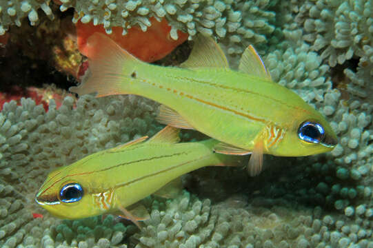 Image of Seale's cardinalfish