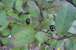 Plancia ëd Atropa belladonna L.