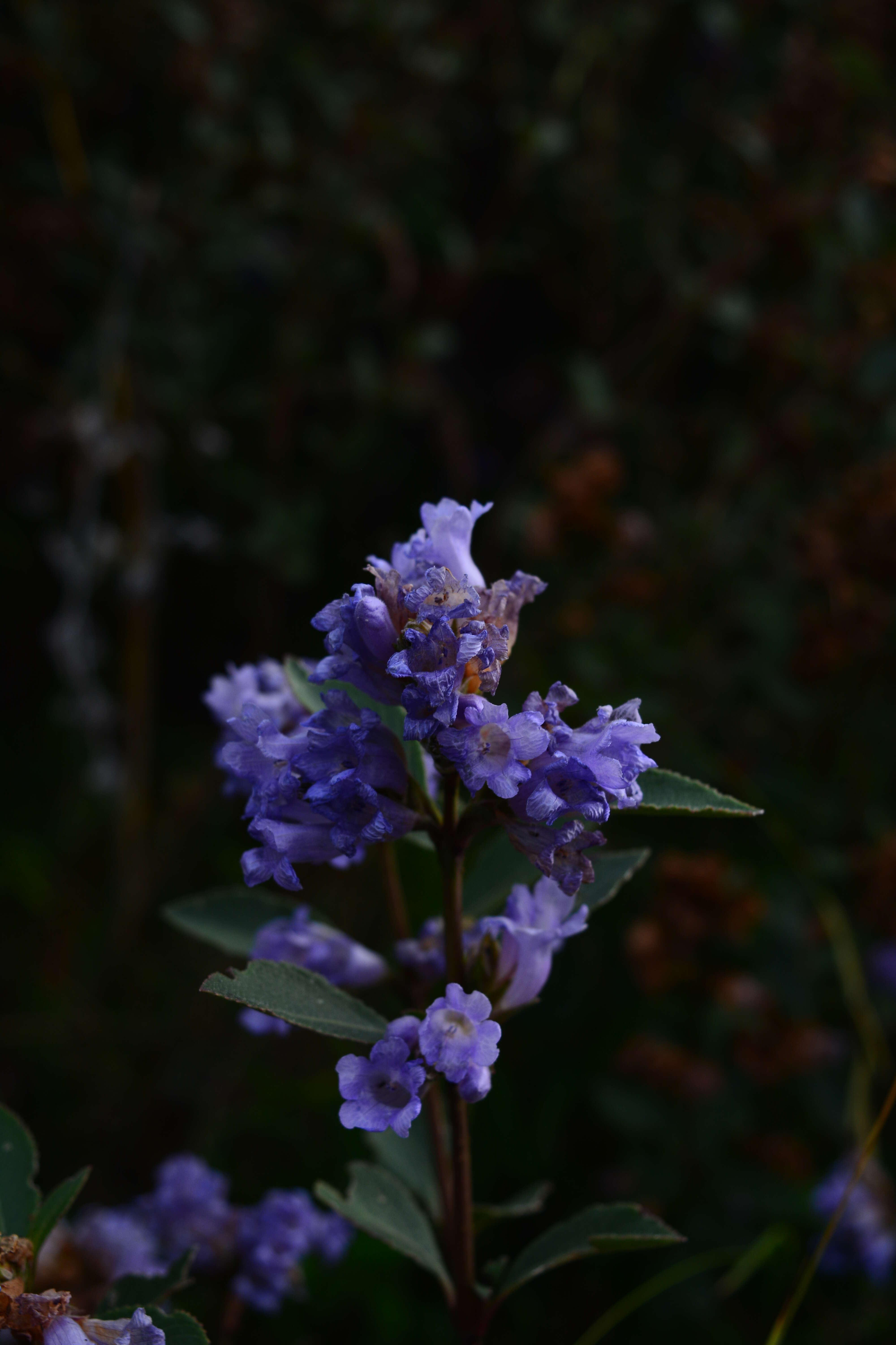 Image of Strobilanthes kunthiana