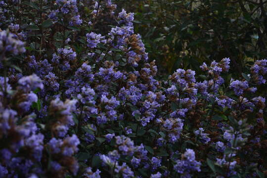 Image of Strobilanthes kunthiana