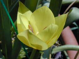 Image of Tulipa linifolia Regel