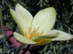 Image of Tulipa linifolia Regel