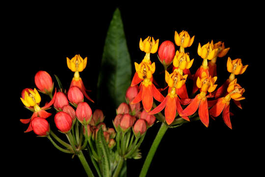 Image de Asclepias curassavica L.